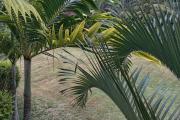 Villa à CALODYNE. , perle rare dans un oasis de verdure.